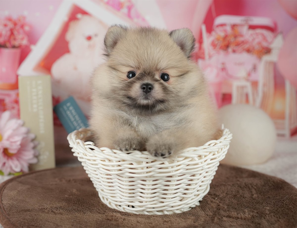 ポメラニアン | 男の子 | オレンジ | 2026年2月14日（ID:dog-200015581）