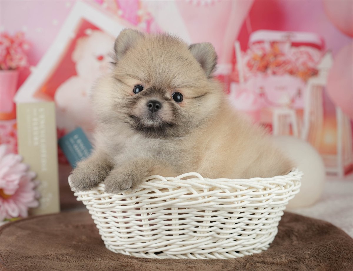 ポメラニアン | 男の子 | オレンジ | 2026年2月14日（ID:dog-200015581）