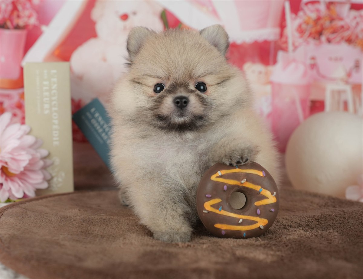 ポメラニアン | 男の子 | オレンジ | 2026年2月14日（ID:dog-200015581）