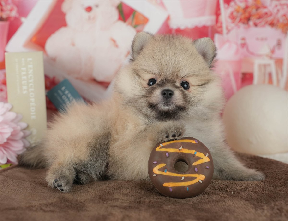 ポメラニアン | 男の子 | オレンジ | 2026年2月14日（ID:dog-200015581）