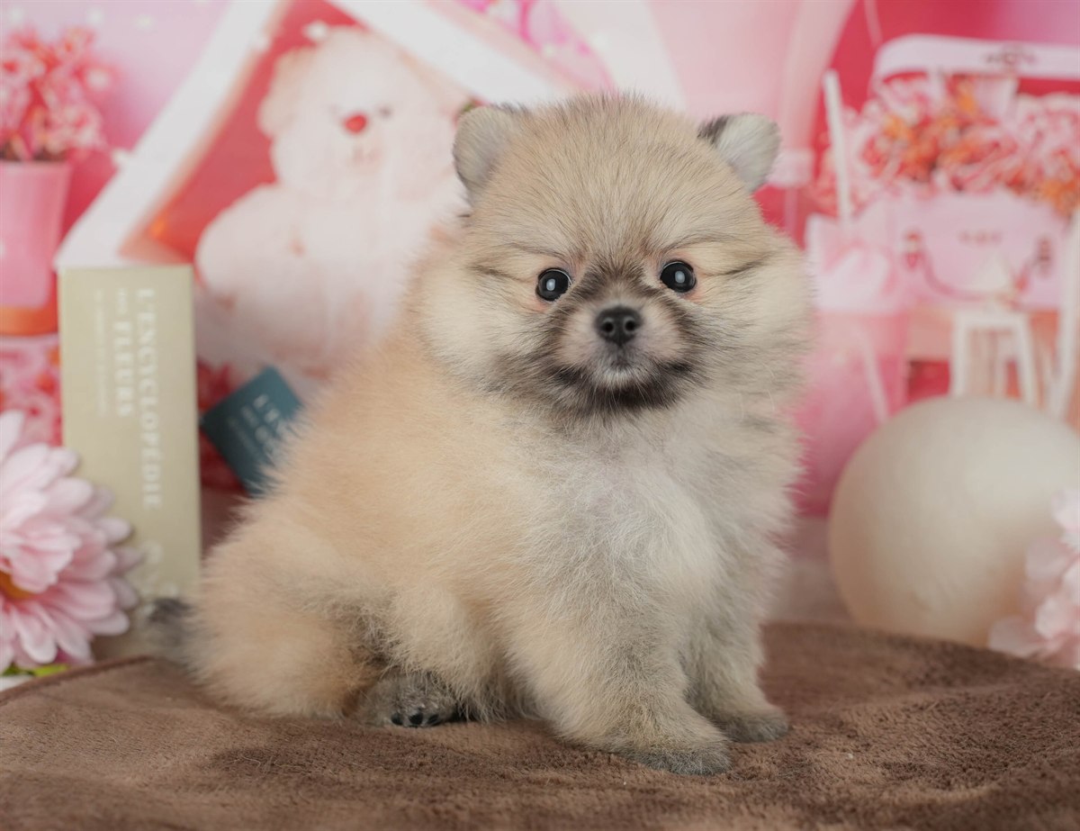 ポメラニアン | 男の子 | オレンジ | 2026年2月14日（ID:dog-200015581）