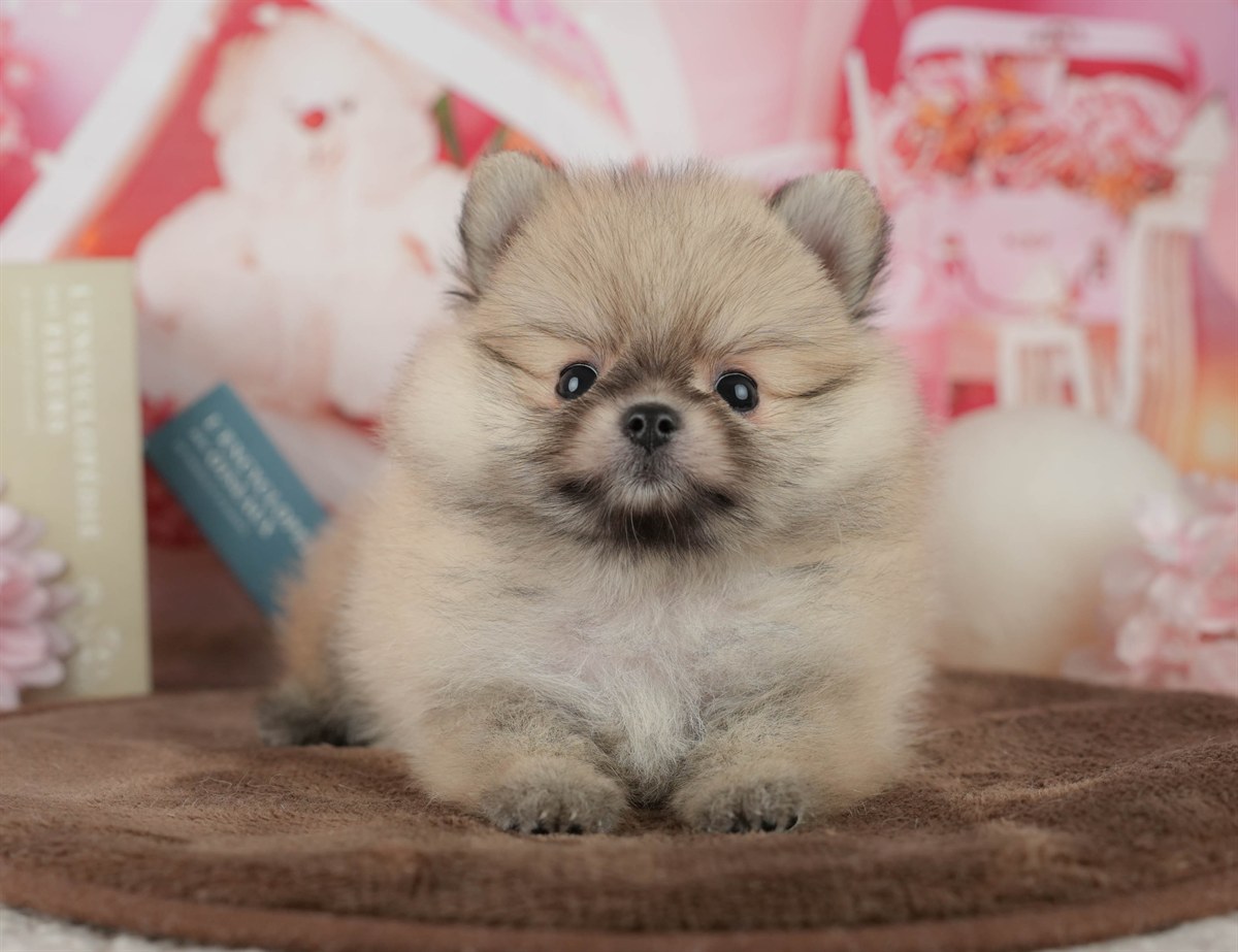 ポメラニアン | 男の子 | オレンジ | 2026年2月14日（ID:dog-200015581）