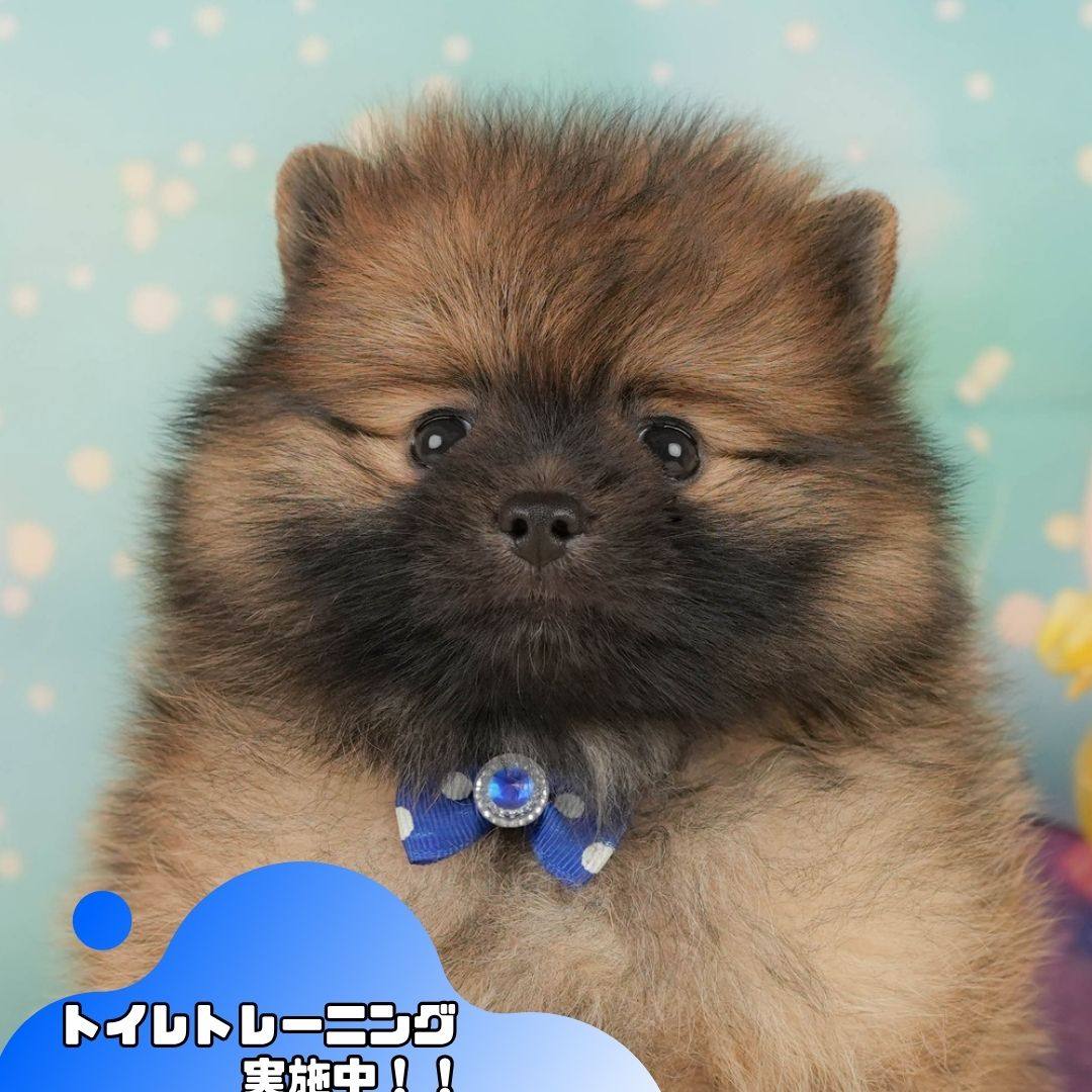 ポメラニアン | 男の子 | オレンジ | 2026年2月15日（ID:dog-200015582）