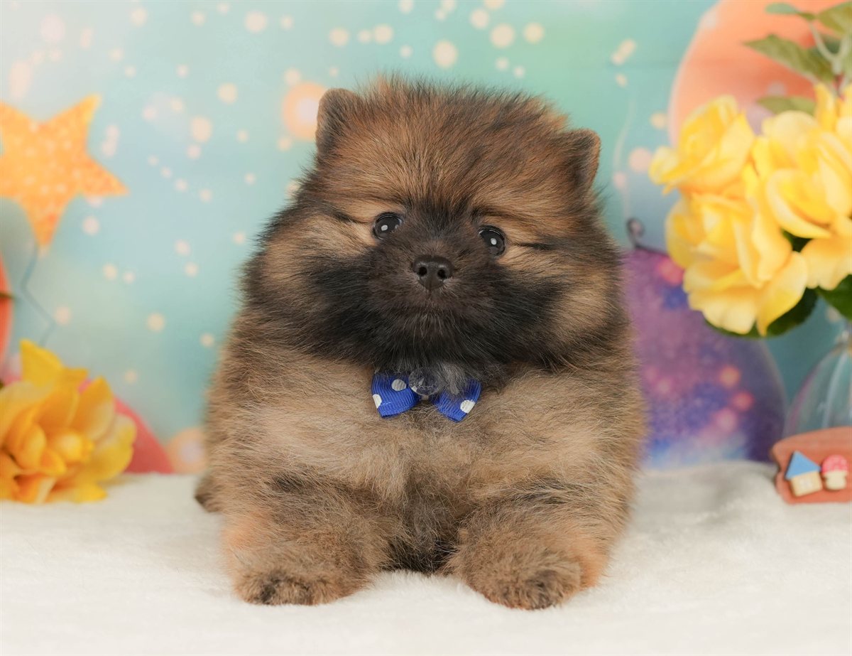 ポメラニアン | 男の子 | オレンジ | 2026年2月15日（ID:dog-200015582）