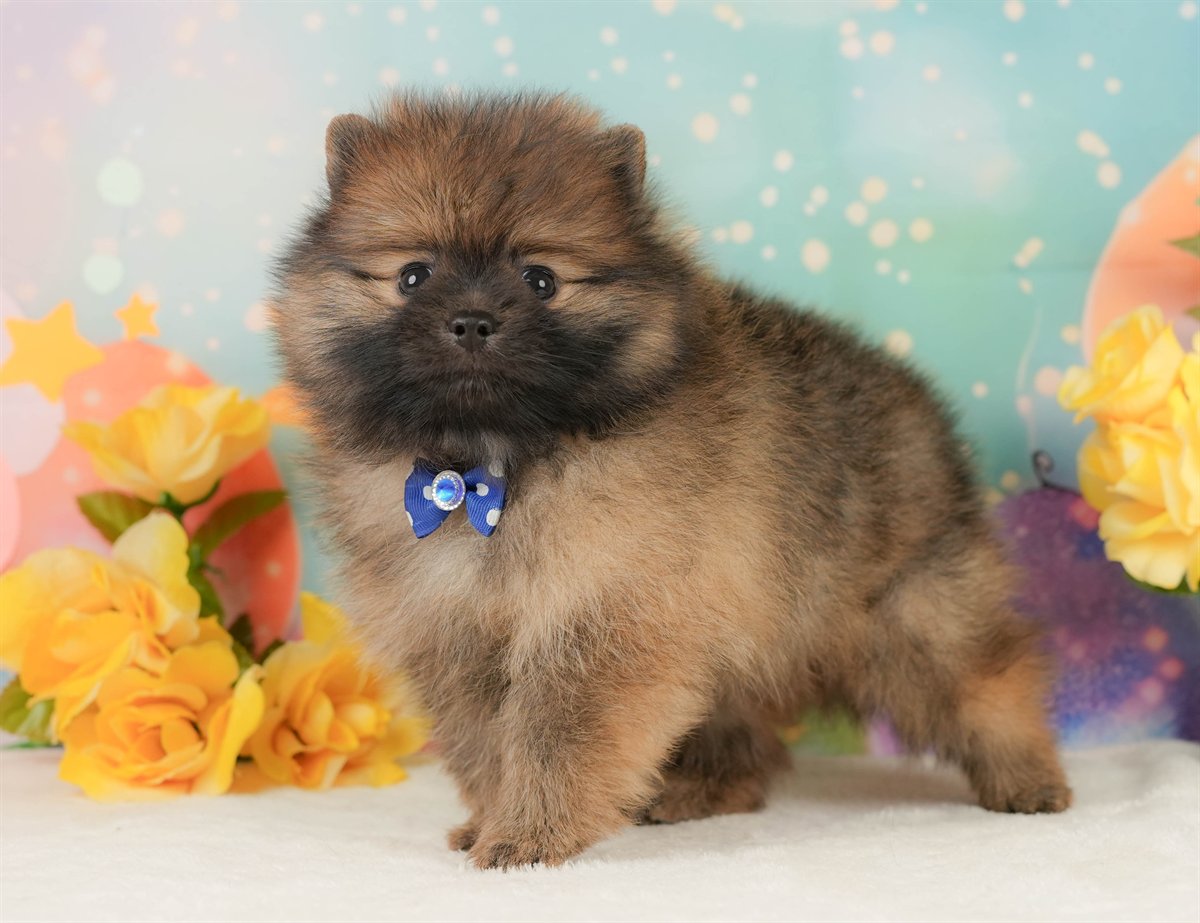 ポメラニアン | 男の子 | オレンジ | 2026年2月15日（ID:dog-200015582）