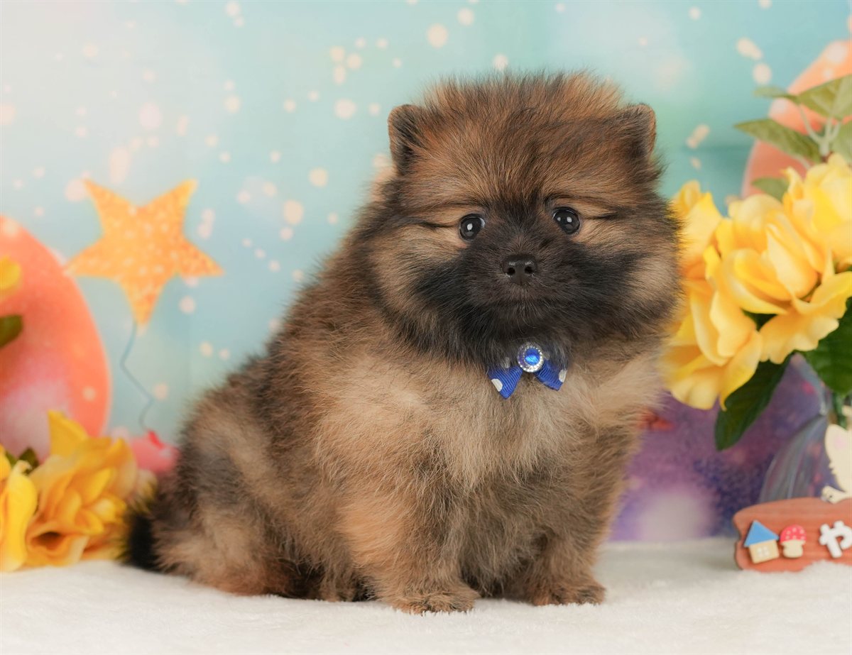 ポメラニアン | 男の子 | オレンジ | 2026年2月15日（ID:dog-200015582）