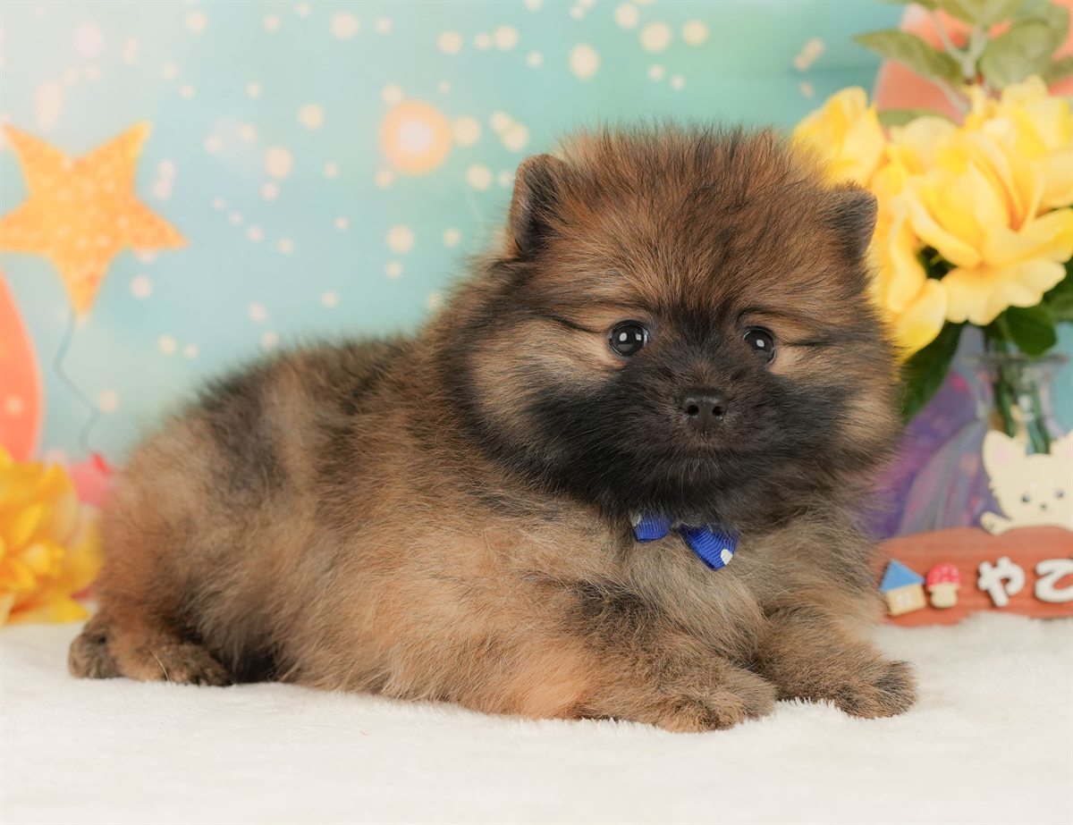 ポメラニアン | 男の子 | オレンジ | 2026年2月15日（ID:dog-200015582）