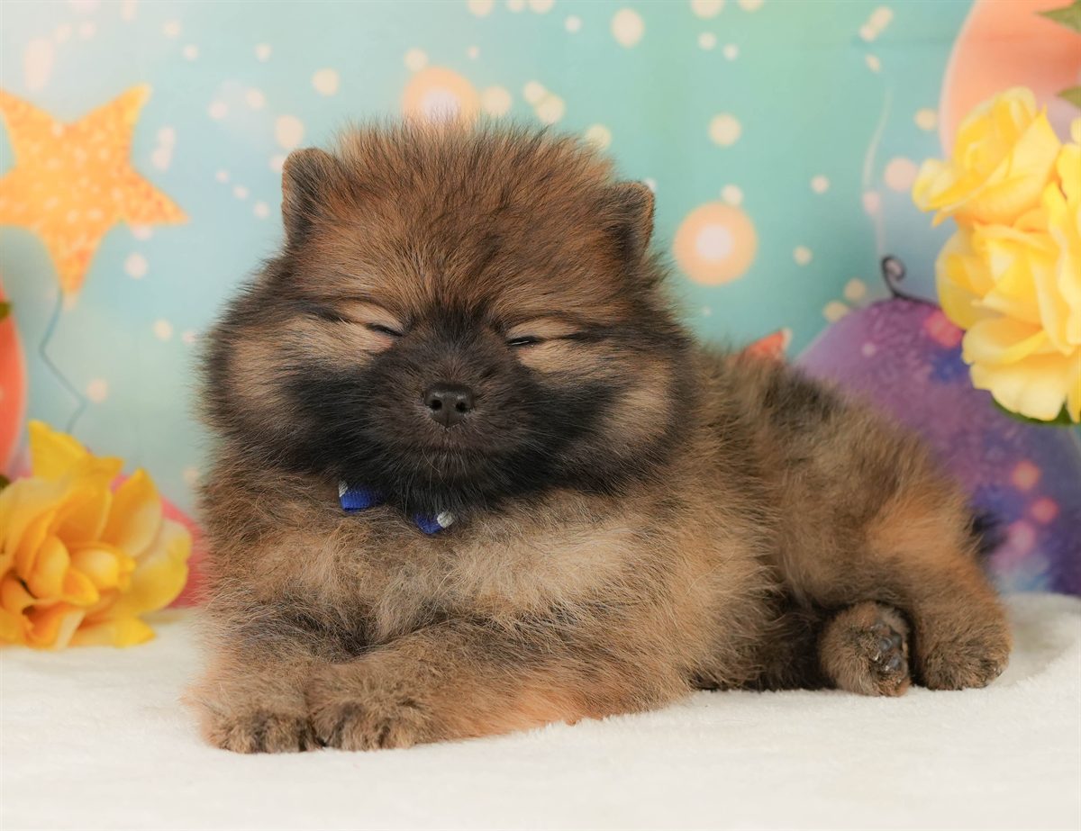 ポメラニアン | 男の子 | オレンジ | 2026年2月15日（ID:dog-200015582）