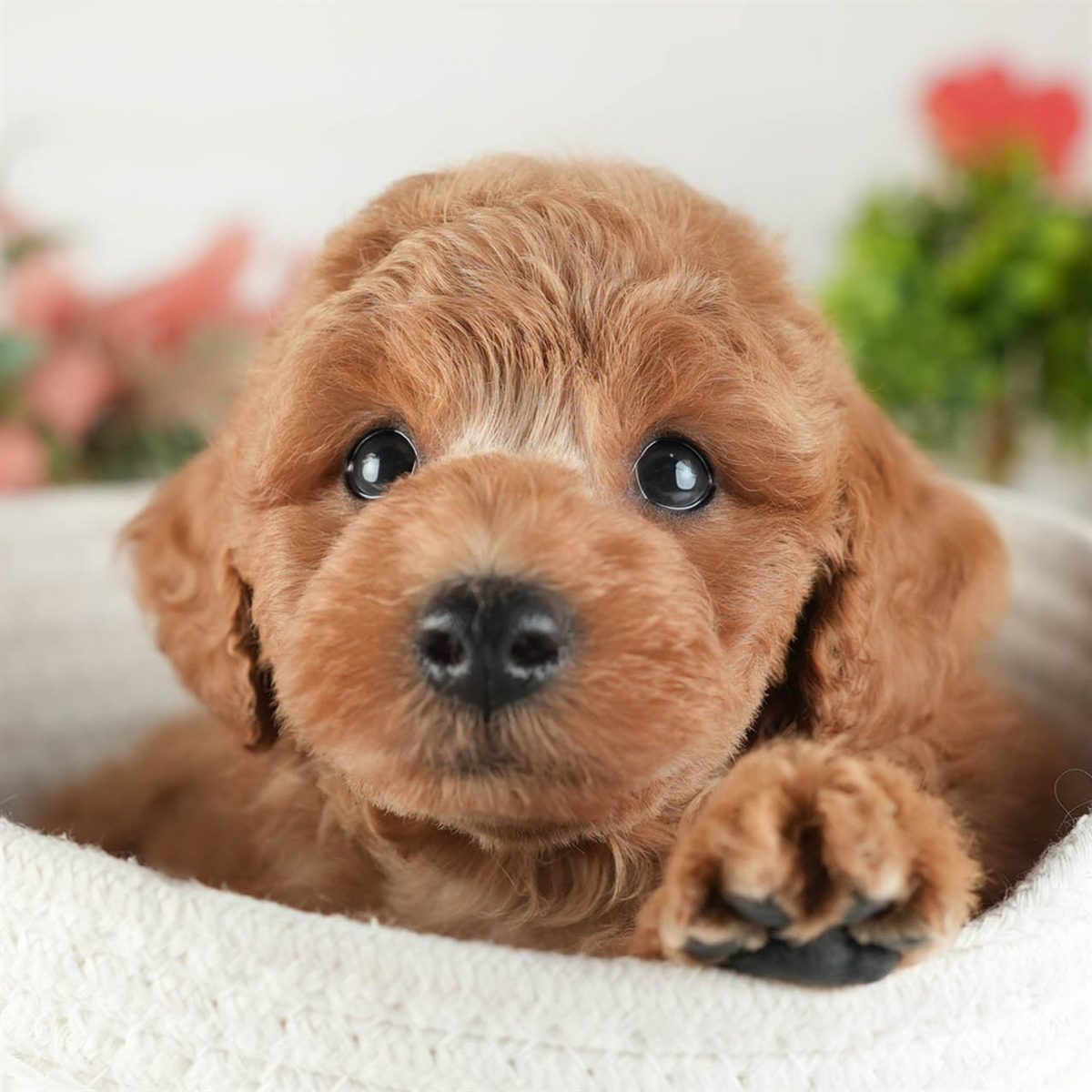 トイ・プードル | 男の子 | レッド | 2026年2月16日（ID:dog-200015586）