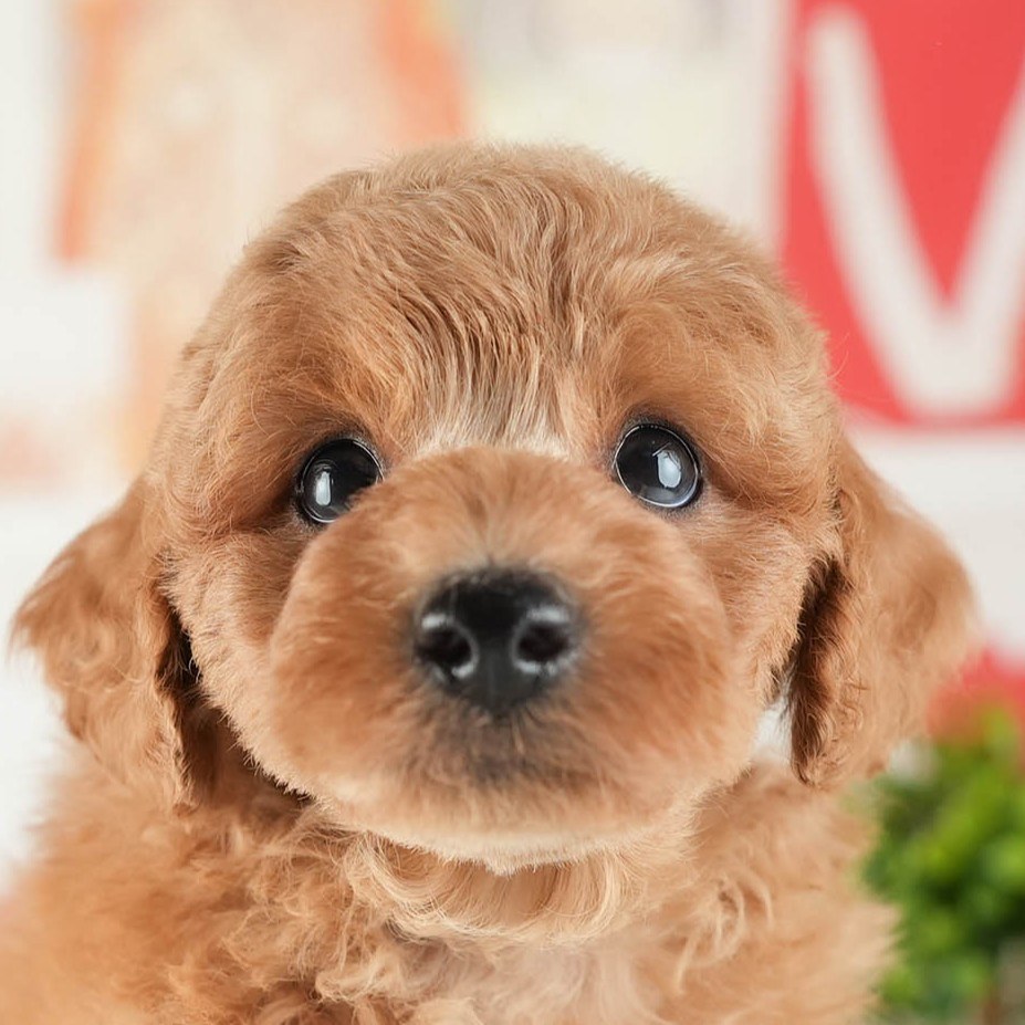 トイ・プードル | 男の子 | レッド | 2026年2月16日（ID:dog-200015586）