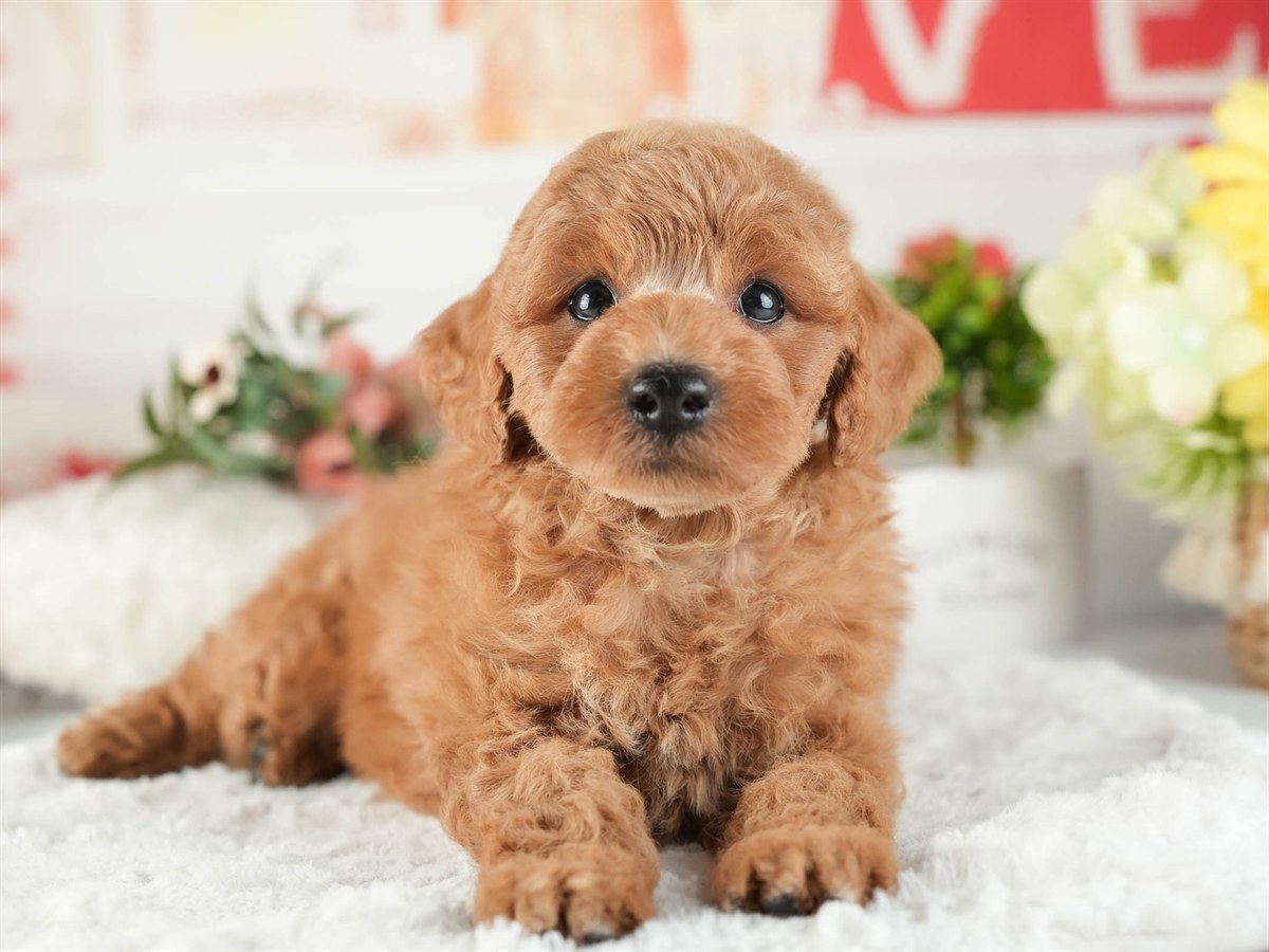 トイ・プードル | 男の子 | レッド | 2026年2月16日（ID:dog-200015586）