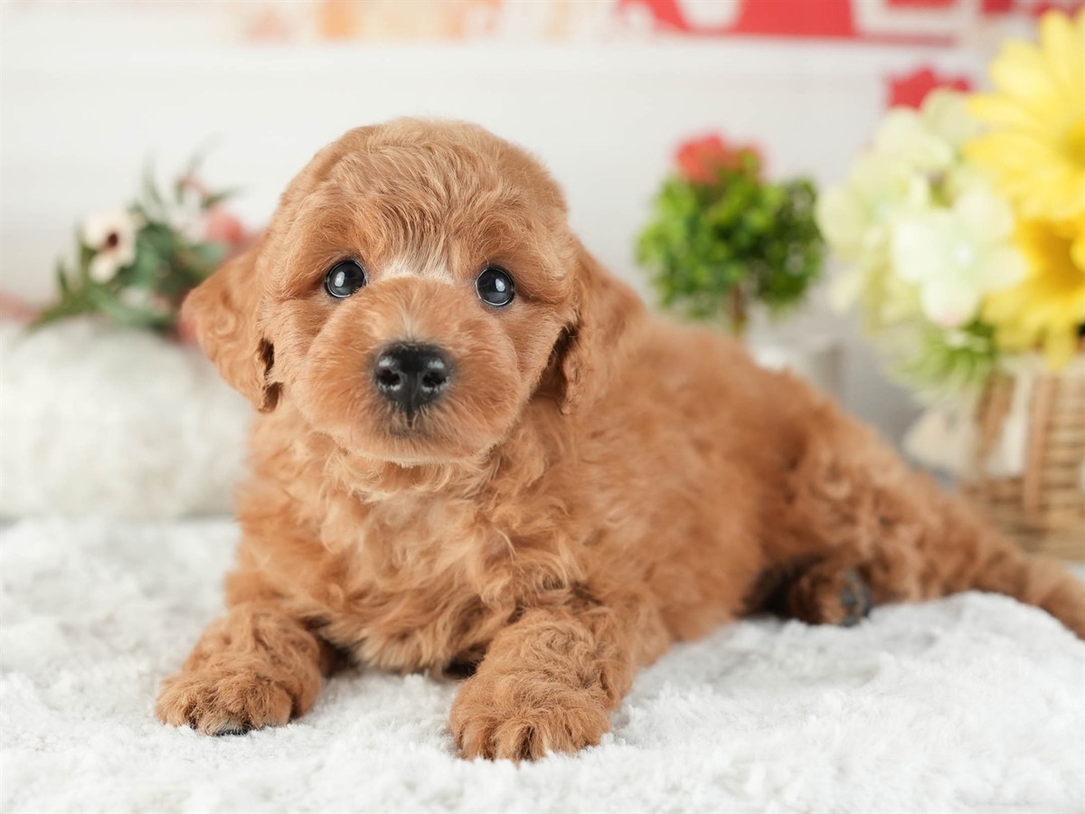 トイ・プードル | 男の子 | レッド | 2026年2月16日（ID:dog-200015586）