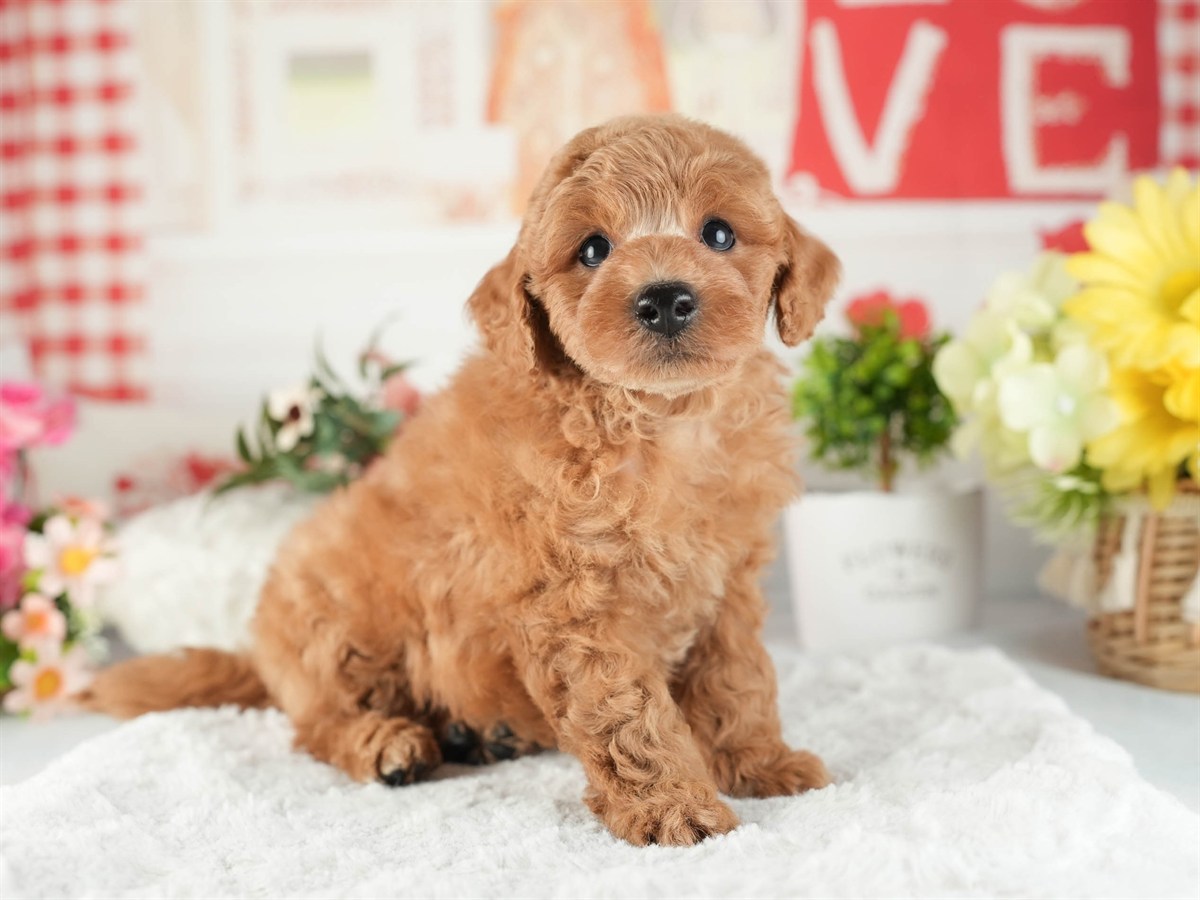 トイ・プードル | 男の子 | レッド | 2026年2月16日（ID:dog-200015586）