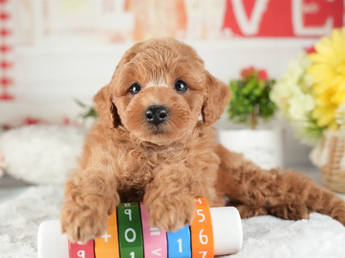 トイ・プードル | 男の子 | レッド | 2026年2月16日（ID:dog-200015586）