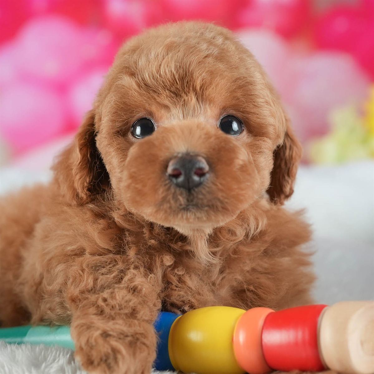 トイ・プードル | 男の子 | レッド | 2026年2月16日（ID:dog-200015587）