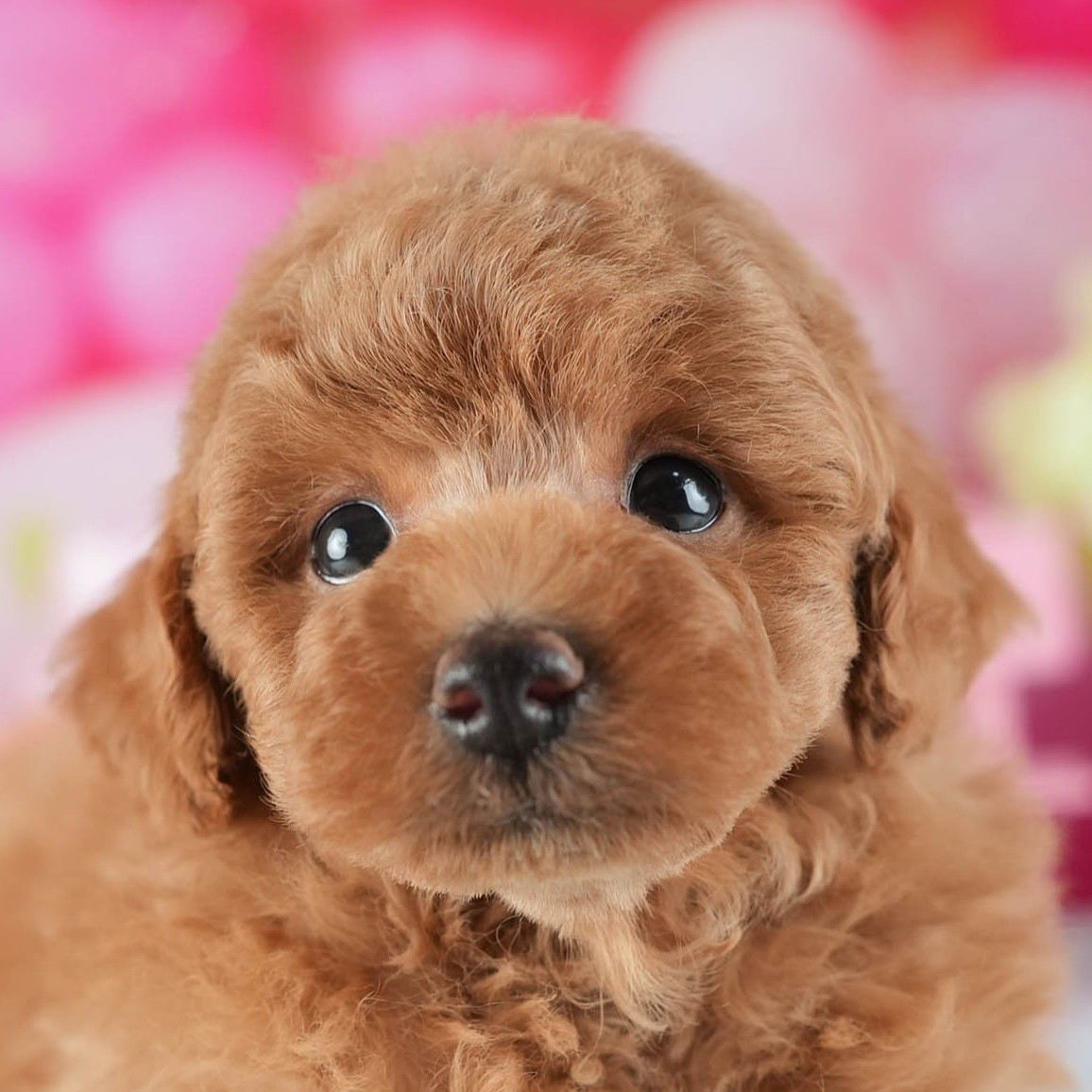 トイ・プードル | 男の子 | レッド | 2026年2月16日（ID:dog-200015587）