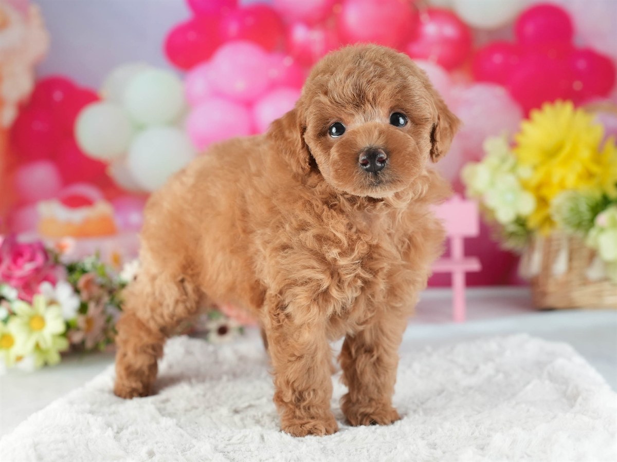 トイ・プードル | 男の子 | レッド | 2026年2月16日（ID:dog-200015587）