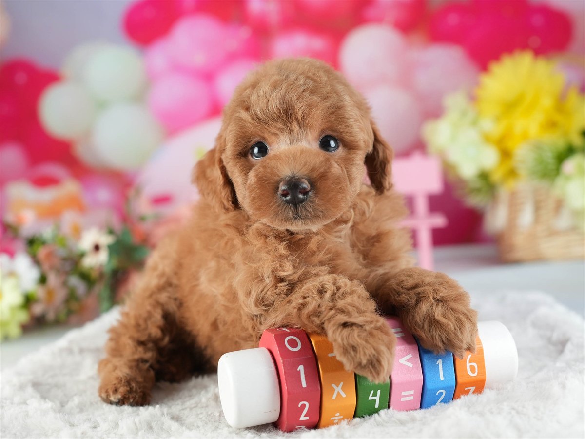 トイ・プードル | 男の子 | レッド | 2026年2月16日（ID:dog-200015587）