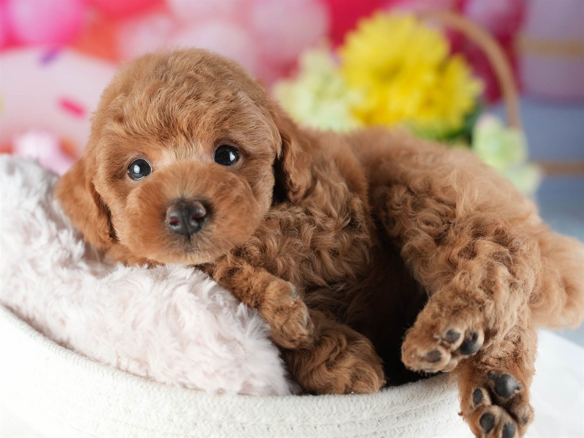 トイ・プードル | 男の子 | レッド | 2026年2月16日（ID:dog-200015587）