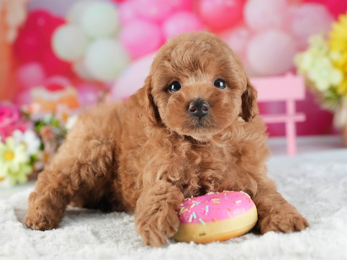 トイ・プードル | 男の子 | レッド | 2026年2月16日（ID:dog-200015587）