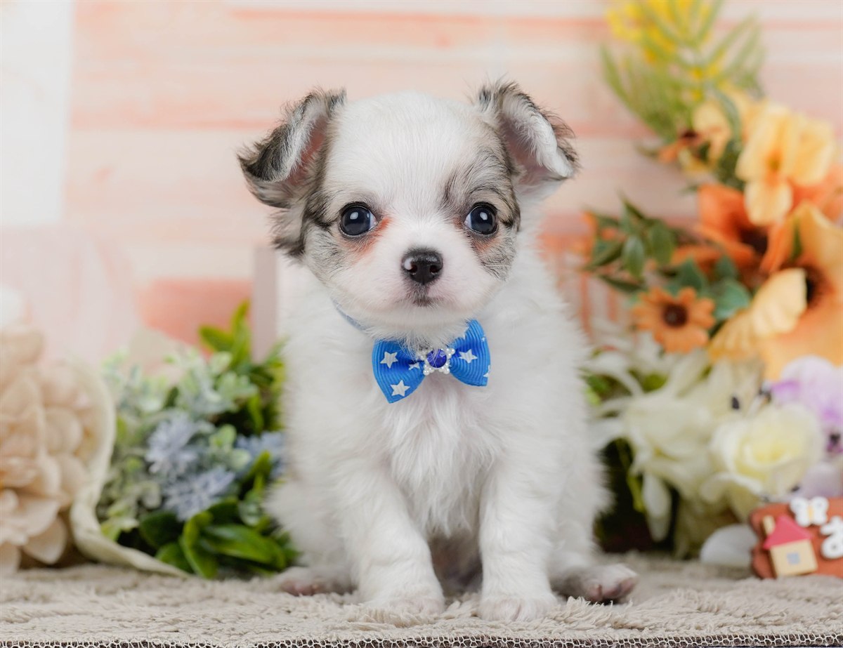 チワワ(ロング) | 男の子 | パーティー | 2026年2月16日（ID:dog-200015588）