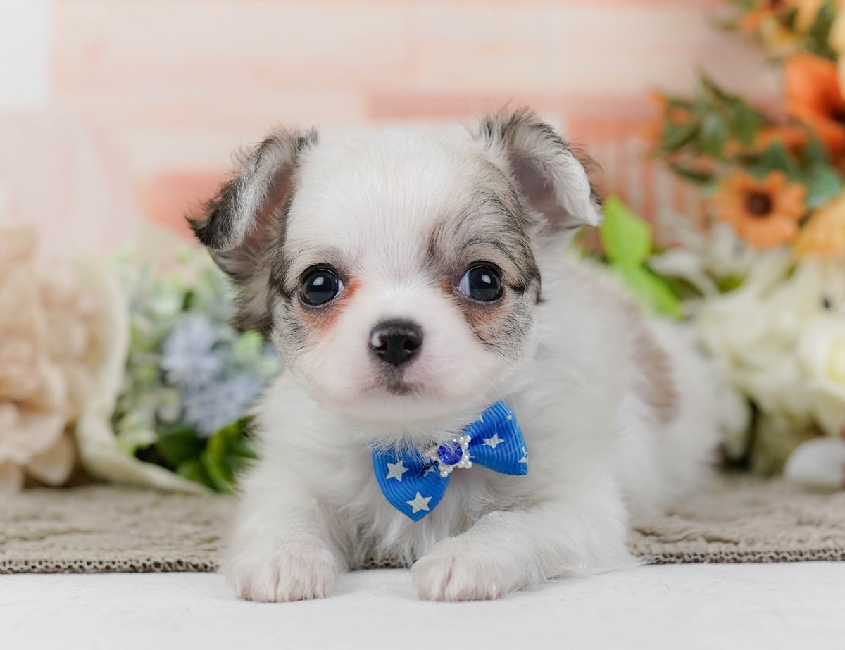 チワワ(ロング) | 男の子 | パーティー | 2026年2月16日（ID:dog-200015588）