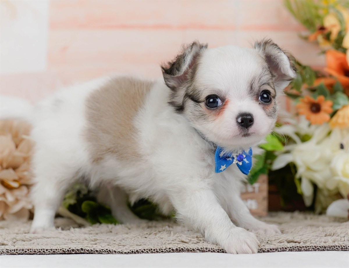 チワワ(ロング) | 男の子 | パーティー | 2026年2月16日（ID:dog-200015588）