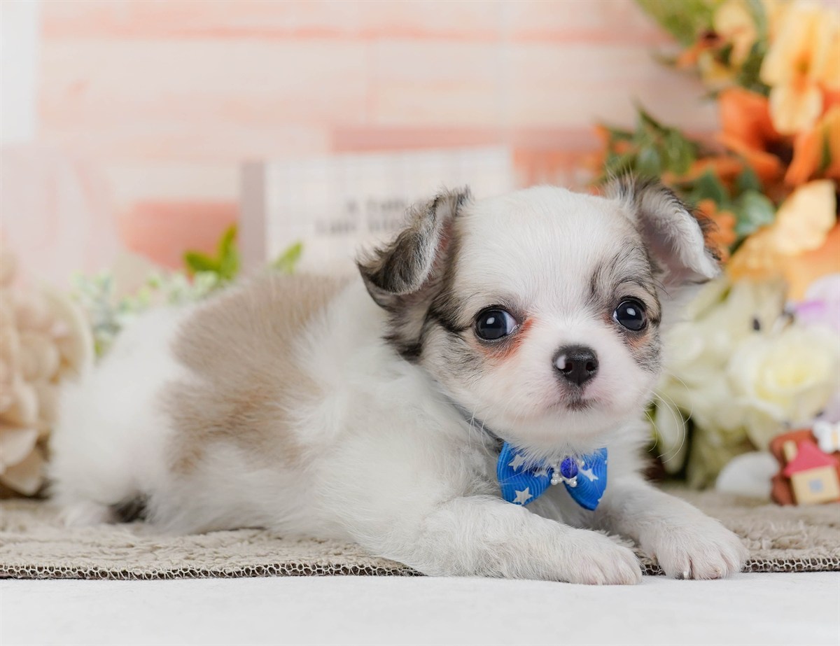 チワワ(ロング) | 男の子 | パーティー | 2026年2月16日（ID:dog-200015588）