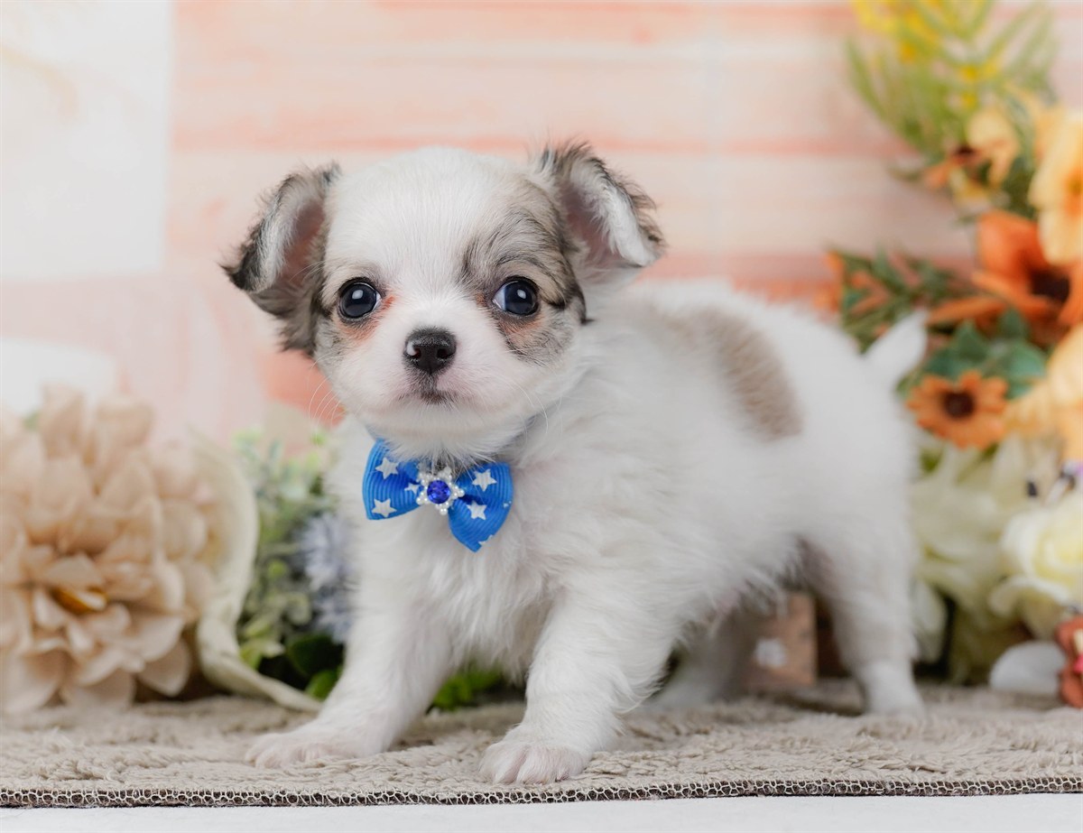 チワワ(ロング) | 男の子 | パーティー | 2026年2月16日（ID:dog-200015588）