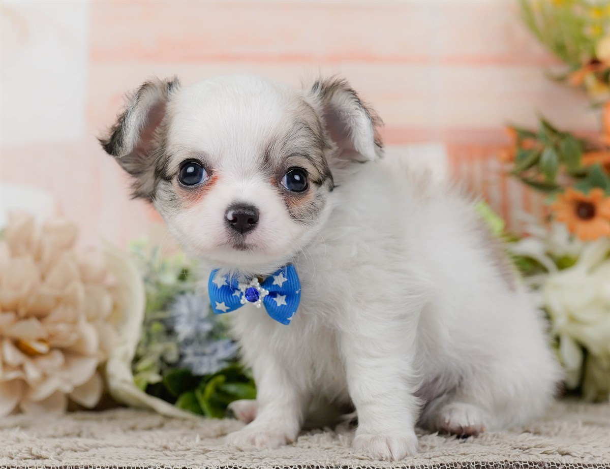 チワワ(ロング) | 男の子 | パーティー | 2026年2月16日（ID:dog-200015588）