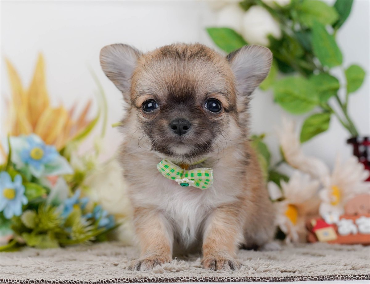 チワワ(ロング) | 男の子 | フォーン＆ホワイト | 2026年2月16日（ID:dog-200015589）