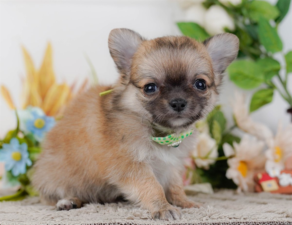 チワワ(ロング) | 男の子 | フォーン＆ホワイト | 2026年2月16日（ID:dog-200015589）