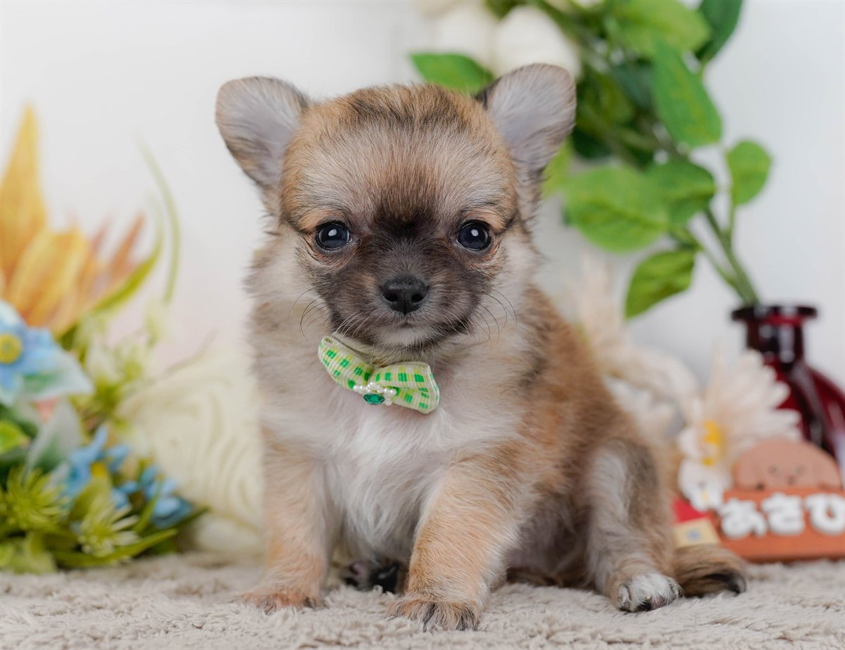 チワワ(ロング) | 男の子 | フォーン＆ホワイト | 2026年2月16日（ID:dog-200015589）