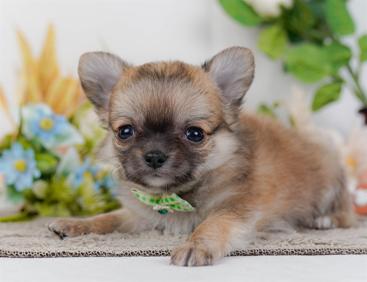 チワワ(ロング) | 男の子 | フォーン＆ホワイト | 2026年2月16日（ID:dog-200015589）