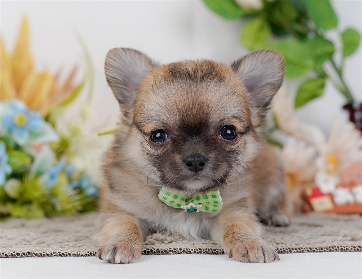 チワワ(ロング) | 男の子 | フォーン＆ホワイト | 2026年2月16日（ID:dog-200015589）