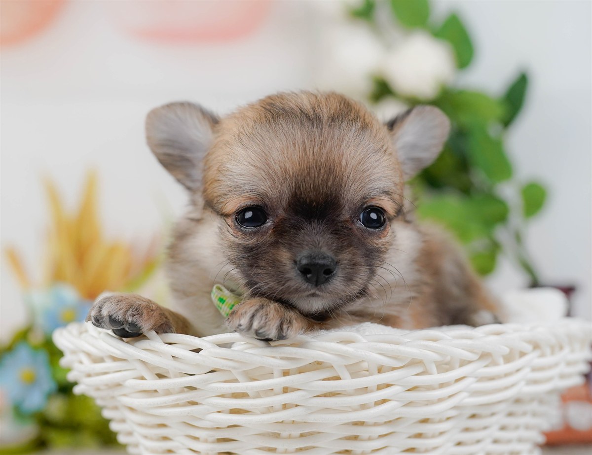 チワワ(ロング) | 男の子 | フォーン＆ホワイト | 2026年2月16日（ID:dog-200015589）