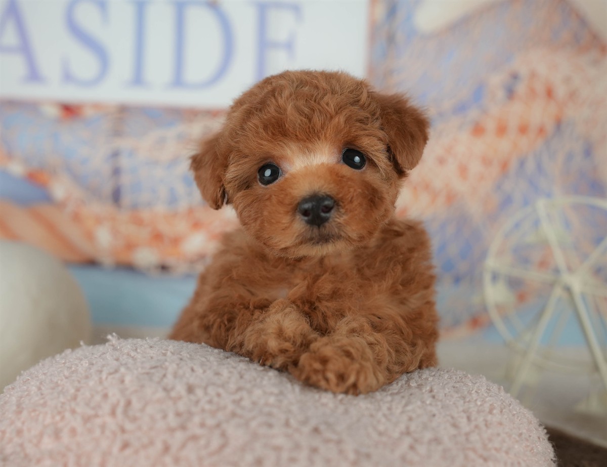 トイ・プードル | 男の子 | レッド | 2026年2月16日（ID:dog-200015590）