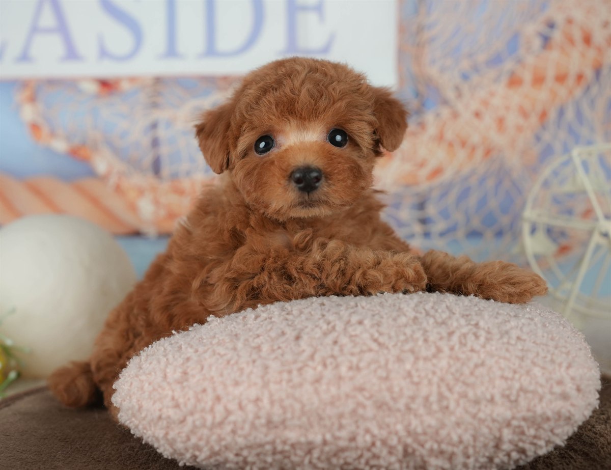 トイ・プードル | 男の子 | レッド | 2026年2月16日（ID:dog-200015590）