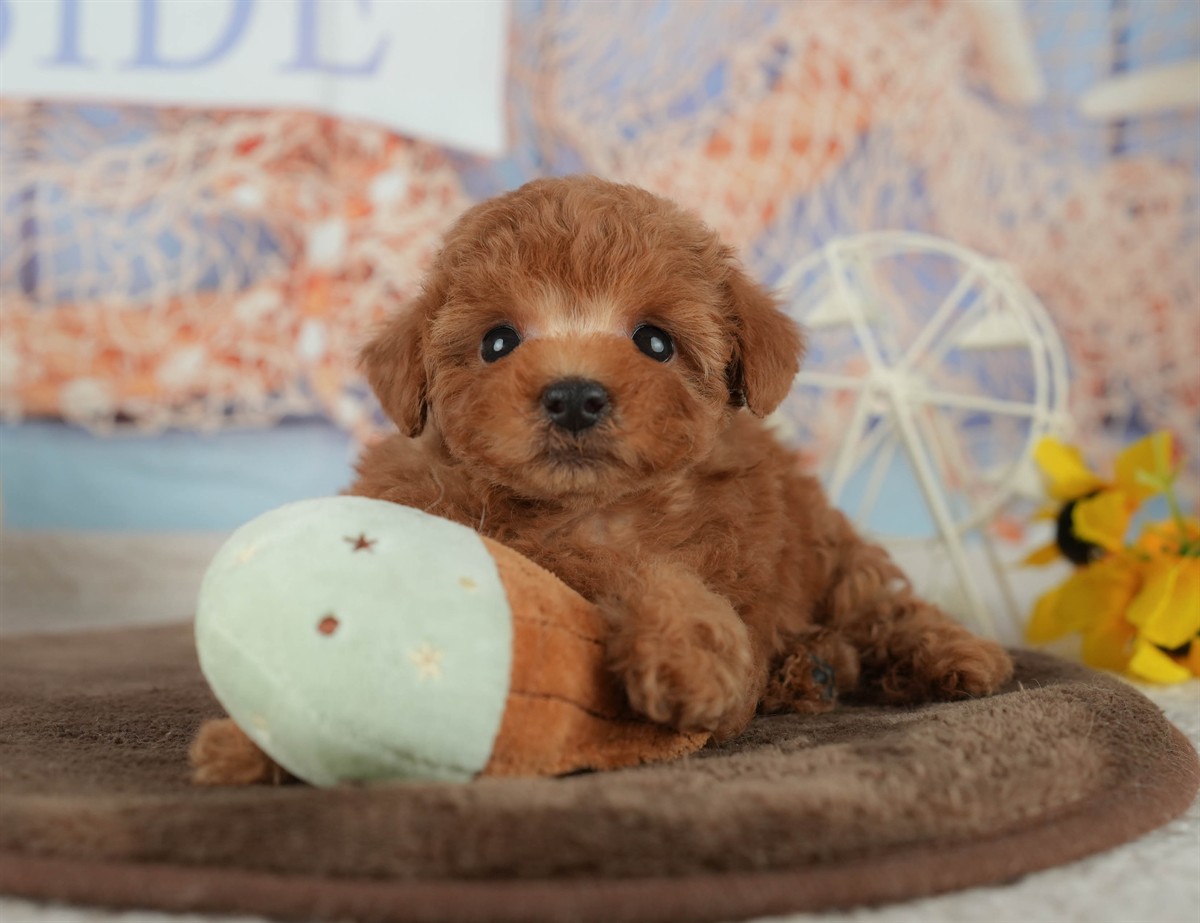 トイ・プードル | 男の子 | レッド | 2026年2月16日（ID:dog-200015590）