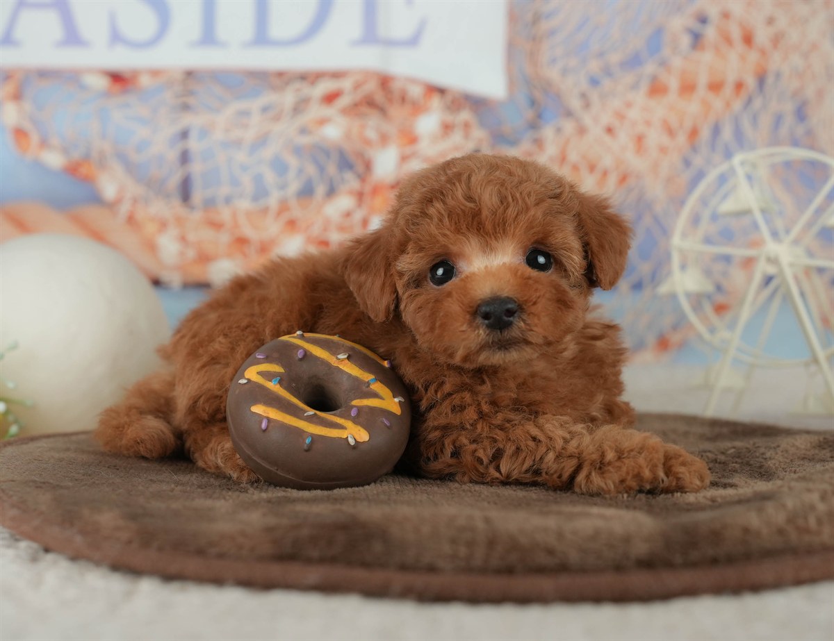 トイ・プードル | 男の子 | レッド | 2026年2月16日（ID:dog-200015590）