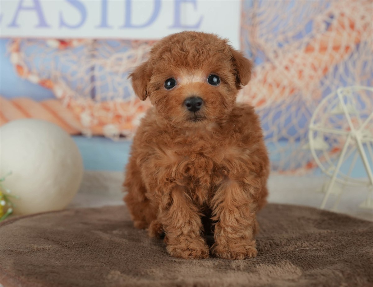 トイ・プードル | 男の子 | レッド | 2026年2月16日（ID:dog-200015590）