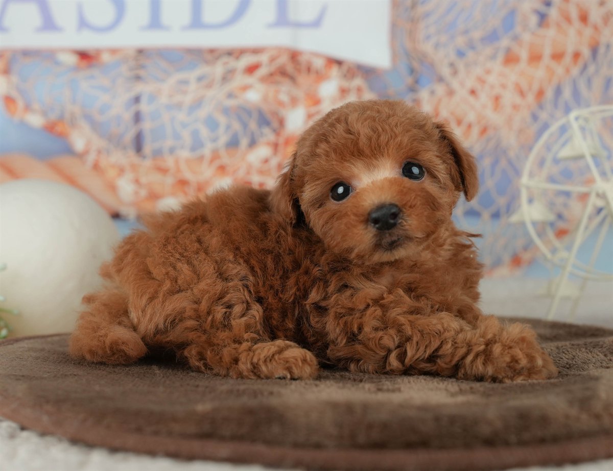 トイ・プードル | 男の子 | レッド | 2026年2月16日（ID:dog-200015590）