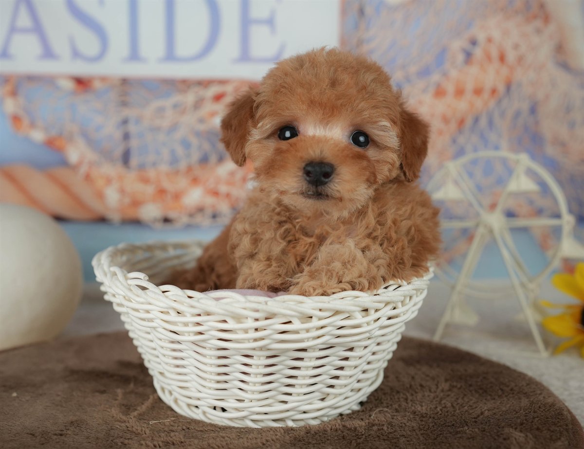 トイ・プードル | 男の子 | アプリコット | 2026年2月16日（ID:dog-200015591）