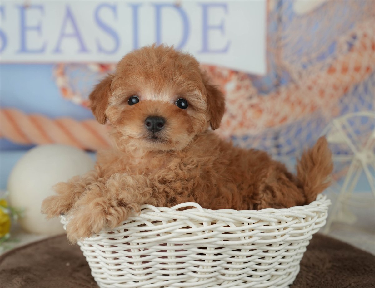 トイ・プードル | 男の子 | アプリコット | 2026年2月16日（ID:dog-200015591）