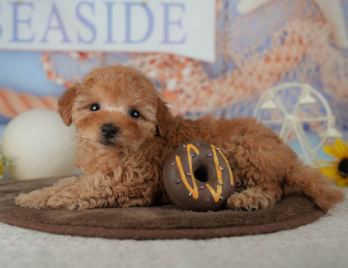 トイ・プードル | 男の子 | アプリコット | 2026年2月16日（ID:dog-200015591）