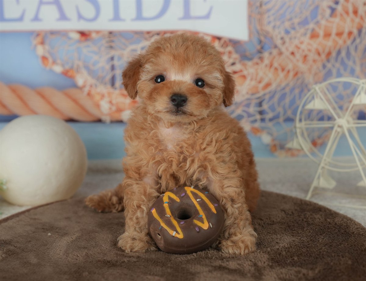 トイ・プードル | 男の子 | アプリコット | 2026年2月16日（ID:dog-200015591）