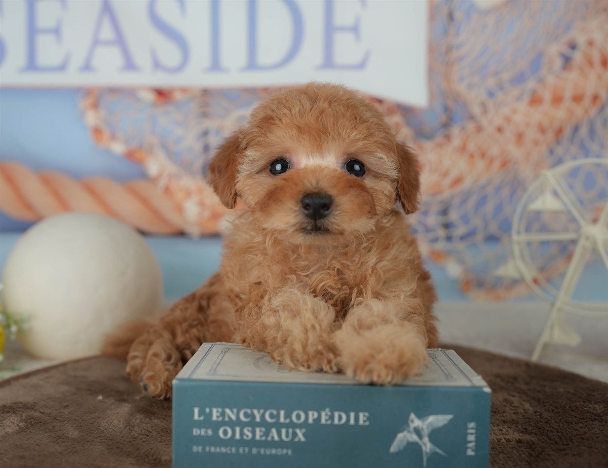 トイ・プードル | 男の子 | アプリコット | 2026年2月16日（ID:dog-200015591）