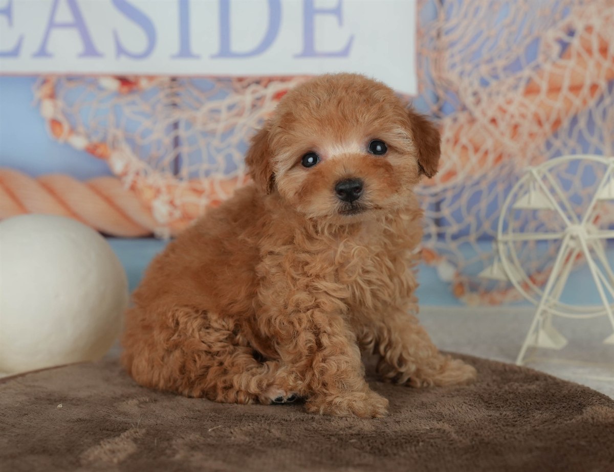 トイ・プードル | 男の子 | アプリコット | 2026年2月16日（ID:dog-200015591）