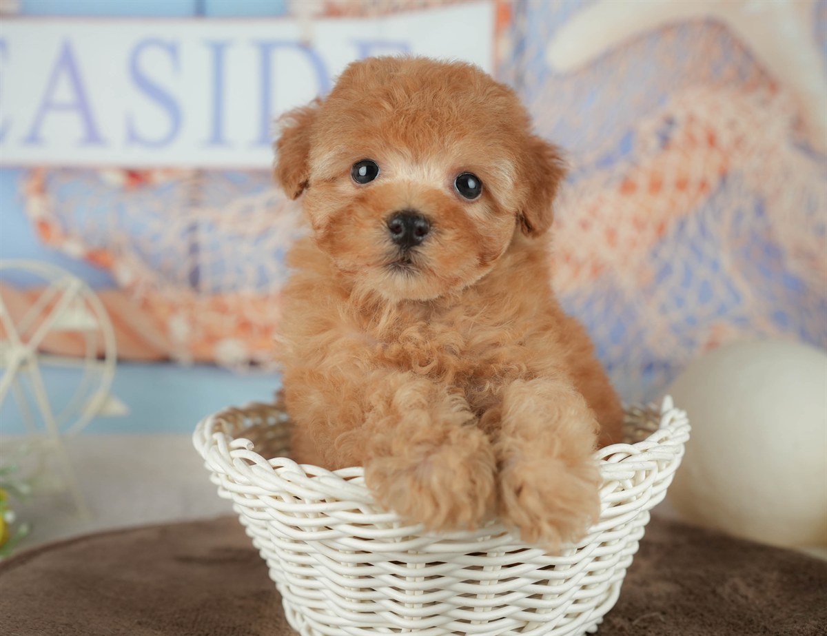 トイ・プードル | 男の子 | アプリコット | 2026年2月16日（ID:dog-200015592）