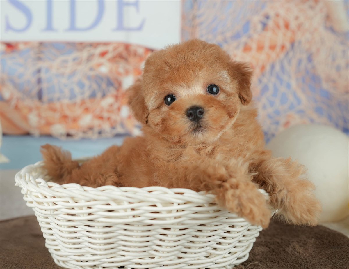 トイ・プードル | 男の子 | アプリコット | 2026年2月16日（ID:dog-200015592）